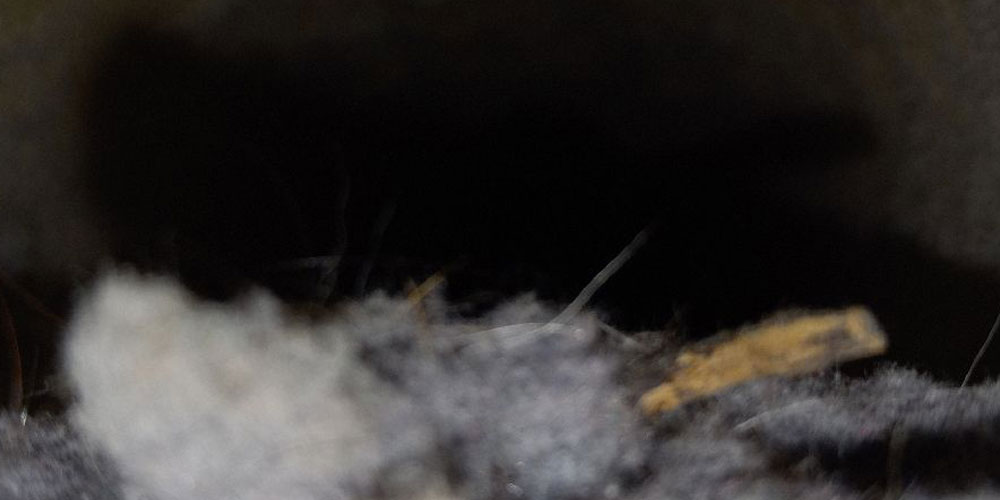 bird nest in dryer vent Derry NH